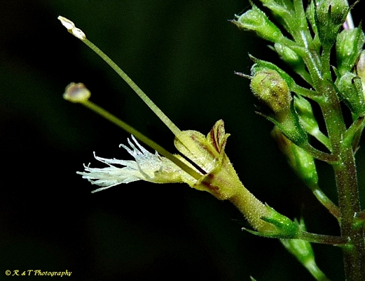 {Collinsonia canadensis}